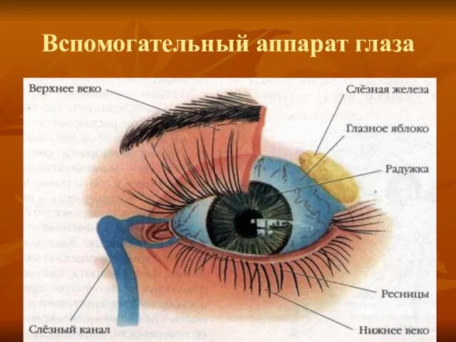 Вспомогательный аппарат глаза