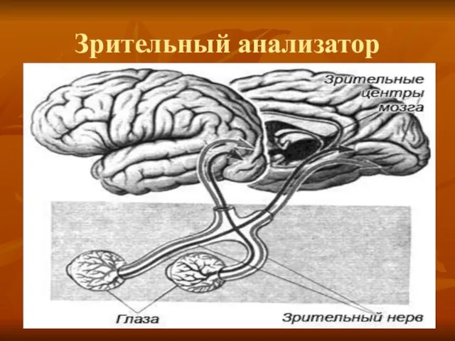 Зрительный анализатор