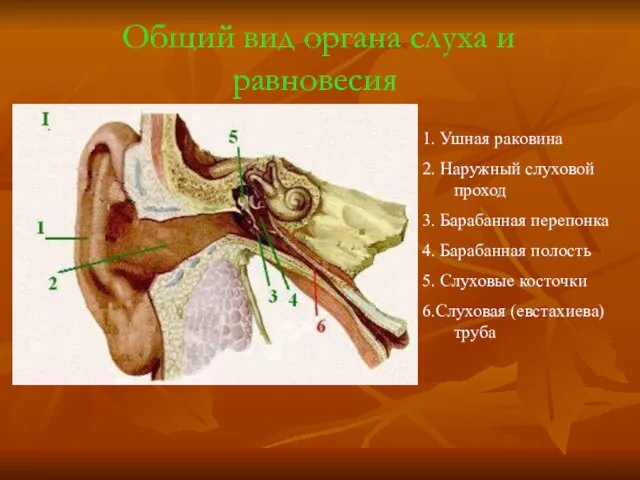 Общий вид органа слуха и равновесия 1. Ушная раковина 2. Наружный слуховой