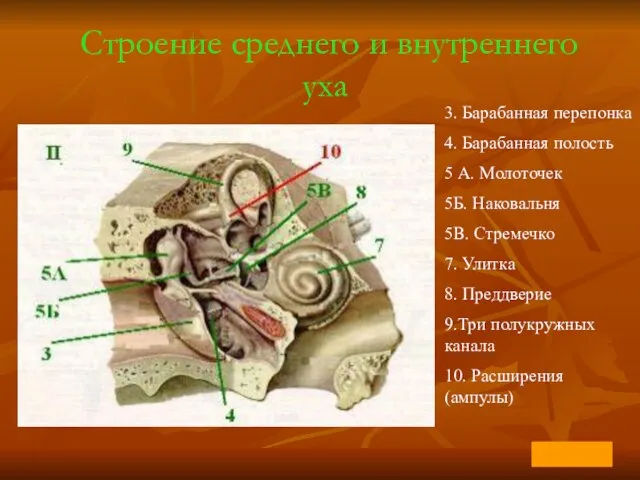 Строение среднего и внутреннего уха 3. Барабанная перепонка 4. Барабанная полость 5