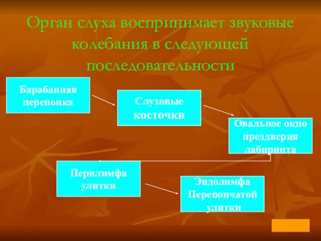 Орган слуха воспринимает звуковые колебания в следующей последовательности Барабанная перепонка Слуховые косточки