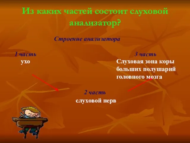 Из каких частей состоит слуховой анализатор? Строение анализатора 1 часть 3 часть