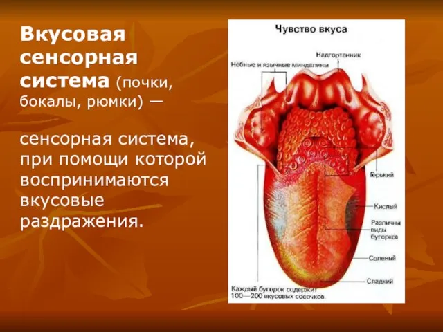 Вкусовая сенсорная система (почки, бокалы, рюмки) — сенсорная система, при помощи которой воспринимаются вкусовые раздражения.