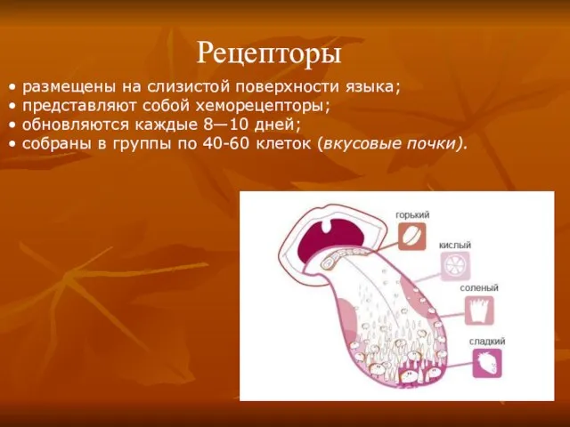 размещены на слизистой поверхности языка; представляют собой хеморецепторы; обновляются каждые 8—10 дней;