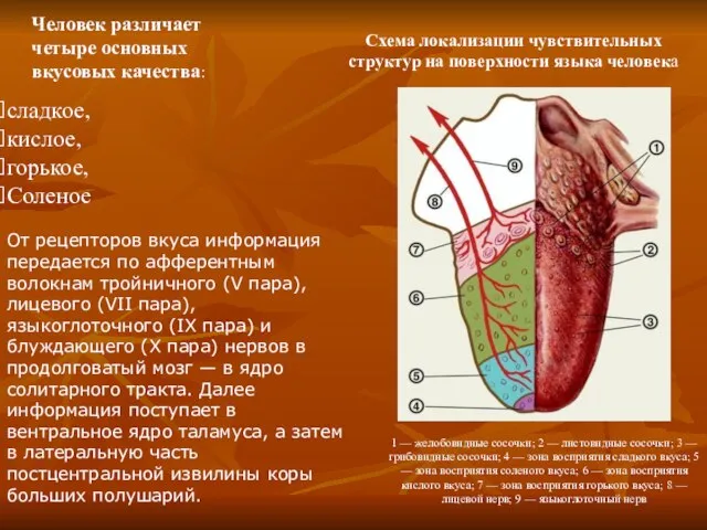 Человек различает четыре основных вкусовых качества: сладкое, кислое, горькое, Соленое От рецепторов