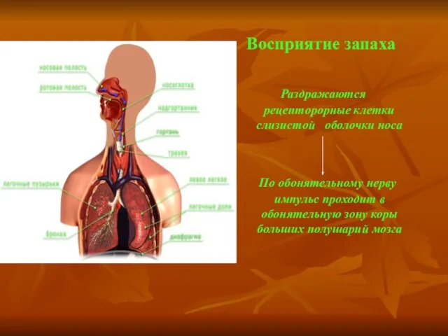 Восприятие запаха Раздражаются рецепторорные клетки слизистой оболочки носа По обонятельному нерву импульс