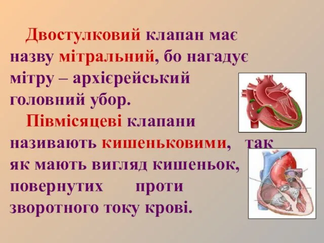 Двостулковий клапан має назву мітральний, бо нагадує мітру – архієрейський головний убор.