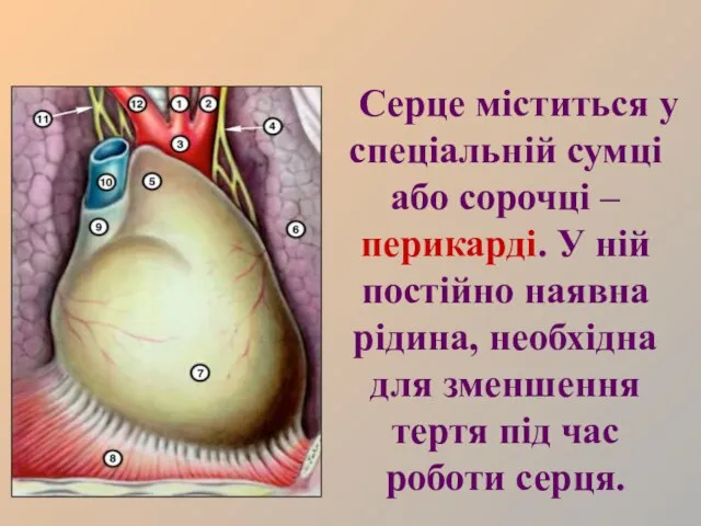 Серце міститься у спеціальній сумці або сорочці – перикарді. У ній постійно