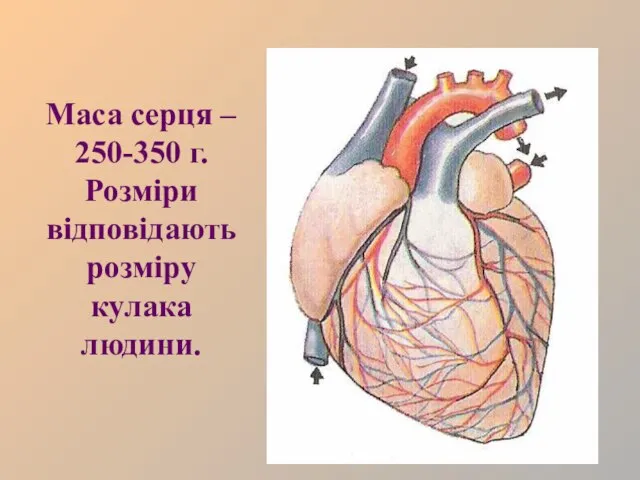 Маса серця – 250-350 г. Розміри відповідають розміру кулака людини.