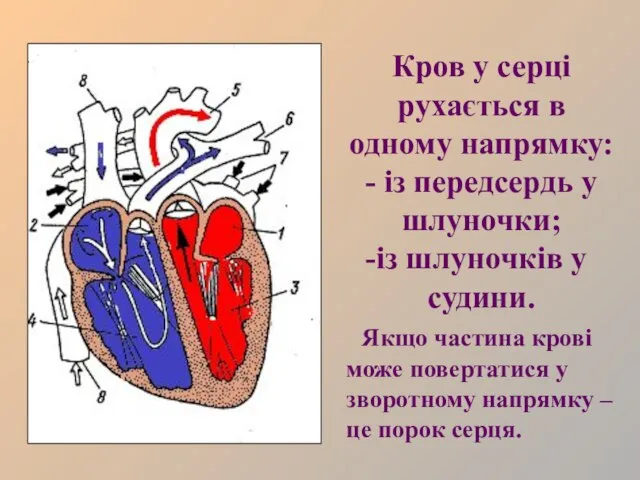 Кров у серці рухається в одному напрямку: - із передсердь у шлуночки;