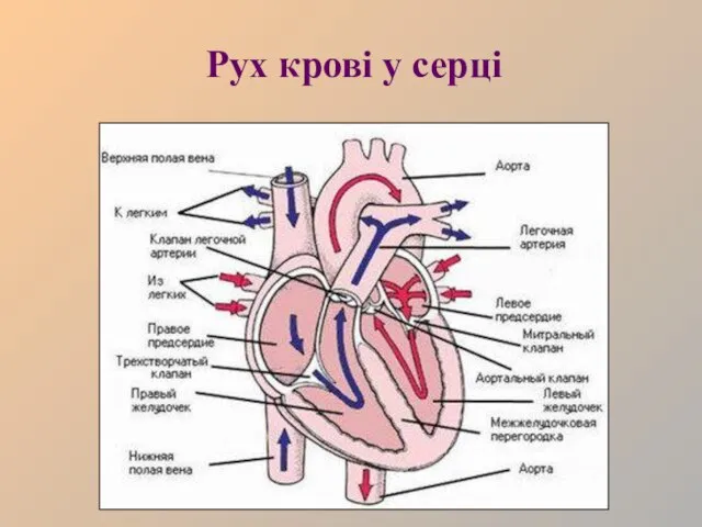 Рух крові у серці