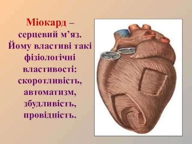 Міокард – серцевий м’яз. Йому властиві такі фізіологічні властивості: скоротливість, автоматизм, збудливість, провідність.