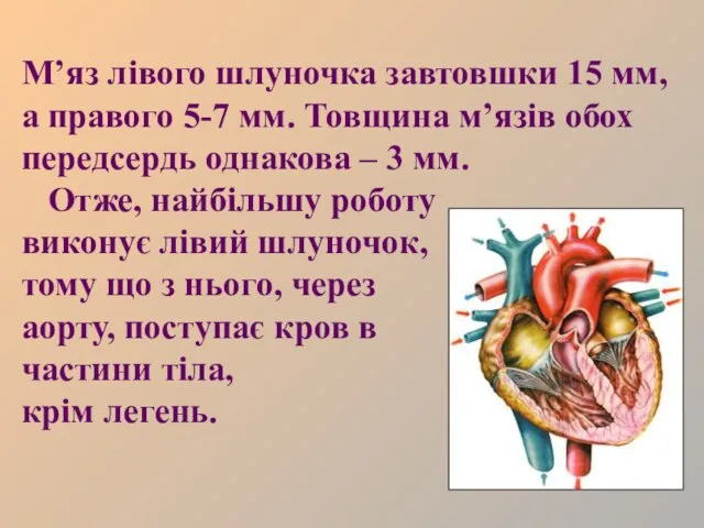 М’яз лівого шлуночка завтовшки 15 мм, а правого 5-7 мм. Товщина м’язів