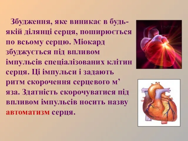 Збудження, яке виникає в будь-якій ділянці серця, поширюється по всьому серцю. Міокард