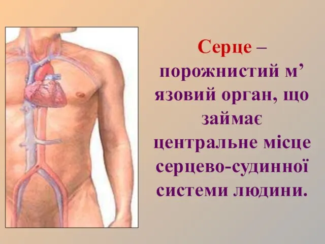 Серце – порожнистий м’язовий орган, що займає центральне місце серцево-судинної системи людини.