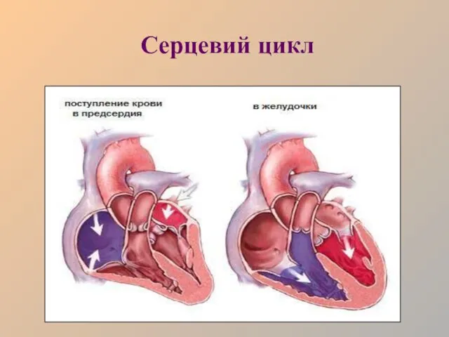 Серцевий цикл