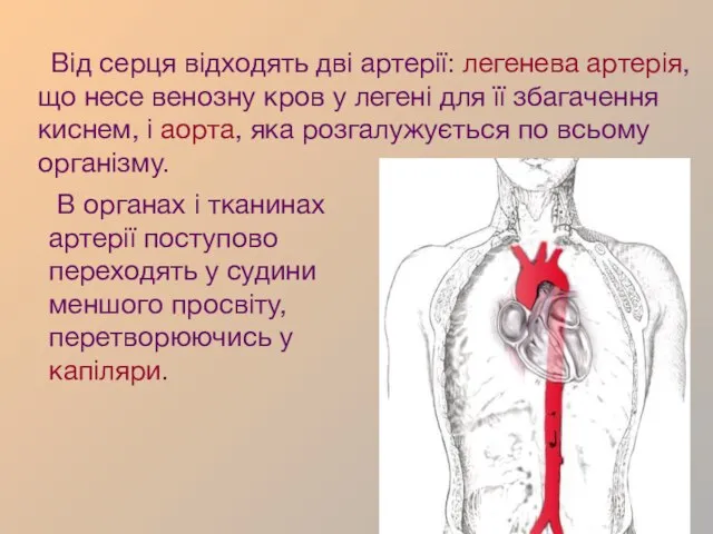 Від серця відходять дві артерії: легенева артерія, що несе венозну кров у