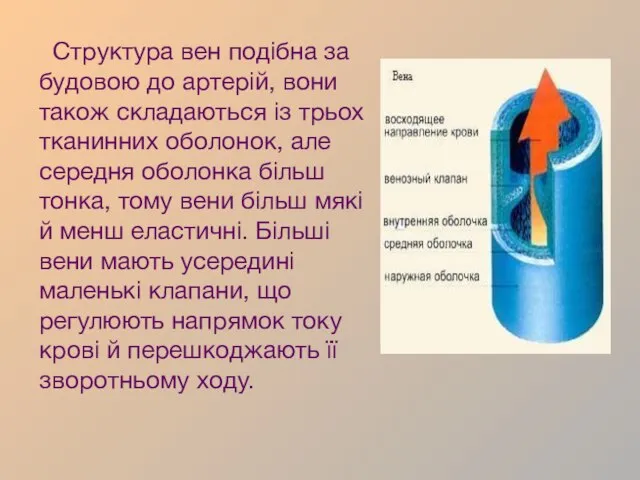 Структура вен подібна за будовою до артерій, вони також складаються із трьох