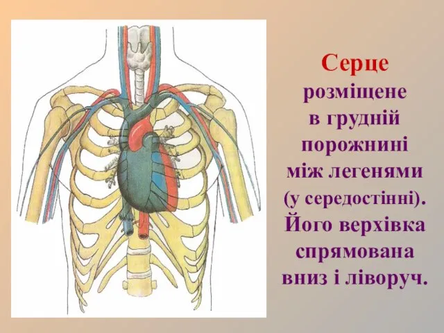 Серце розміщене в грудній порожнині між легенями (у середостінні). Його верхівка спрямована вниз і ліворуч.