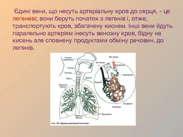 Єдині вени, що несуть артеріальну кров до серця, - це легеневі; вони