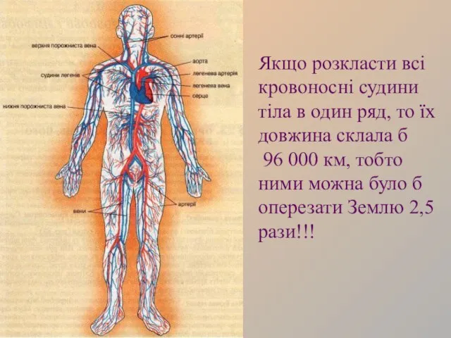 Якщо розкласти всі кровоносні судини тіла в один ряд, то їх довжина
