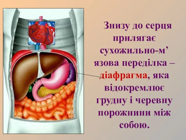 Знизу до серця прилягає сухожильно-м’язова переділка – діафрагма, яка відокремлює грудну і черевну порожнини між собою.