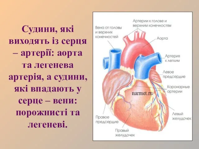 Судини, які виходять із серця – артерії: аорта та легенева артерія, а