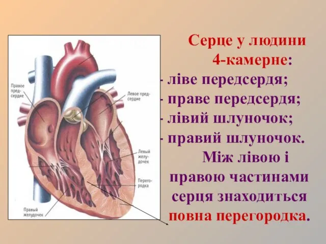 Серце у людини 4-камерне: ліве передсердя; праве передсердя; лівий шлуночок; правий шлуночок.