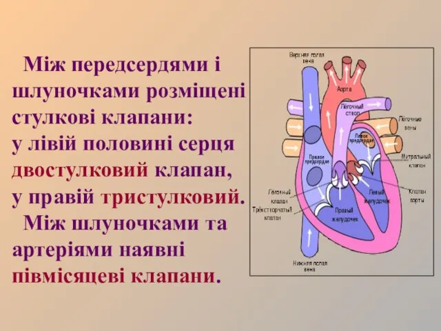 Між передсердями і шлуночками розміщені стулкові клапани: у лівій половині серця двостулковий