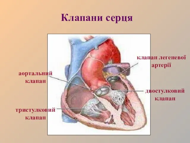 Клапани серця двостулковий клапан тристулковий клапан аортальний клапан клапан легеневої артерії
