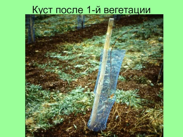 Куст после 1-й вегетации