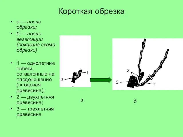 Короткая обрезка а — после обрезки; б — после вегетации (показана схема