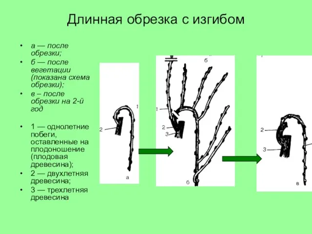 Длинная обрезка с изгибом а — после обрезки; б — после вегетации