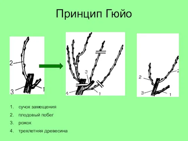 Принцип Гюйо сучок замещения плодовый побег рожок трехлетняя древесина