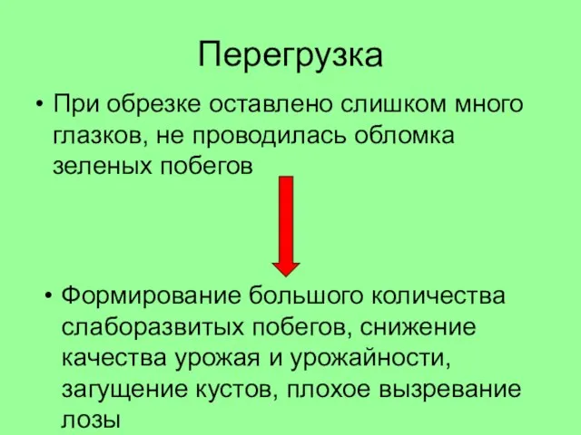 Перегрузка При обрезке оставлено слишком много глазков, не проводилась обломка зеленых побегов