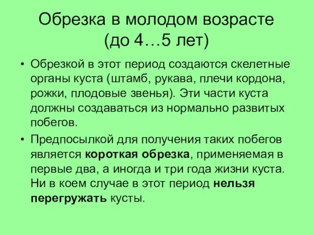 Обрезка в молодом возрасте (до 4…5 лет) Обрезкой в этот период создаются