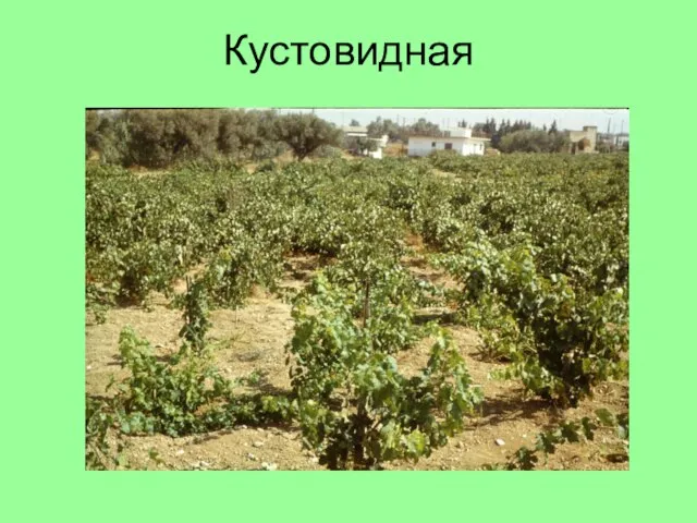 Кустовидная