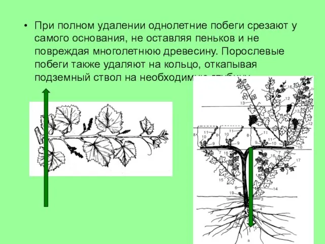 При полном удалении однолетние побеги срезают у самого основания, не оставляя пеньков