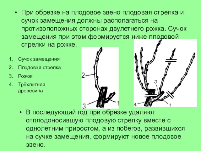 В последующий год при обрезке удаляют отплодоносившую плодовую стрелку вместе с однолетним