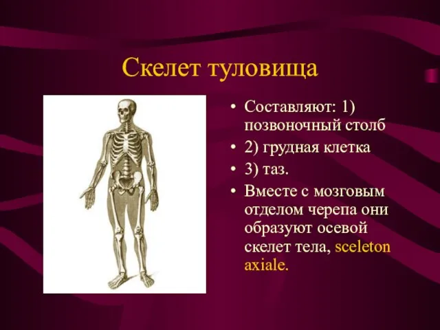 Скелет туловища Составляют: 1)позвоночный столб 2) грудная клетка 3) таз. Вместе с