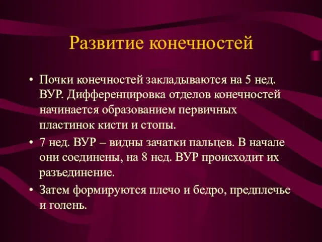 Развитие конечностей Почки конечностей закладываются на 5 нед. ВУР. Дифференцировка отделов конечностей