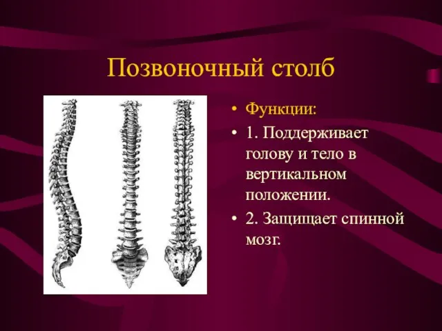 Позвоночный столб Функции: 1. Поддерживает голову и тело в вертикальном положении. 2. Защищает спинной мозг.