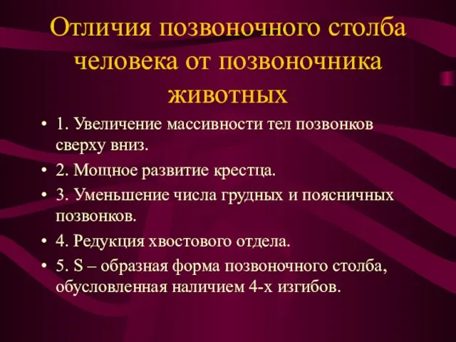 Отличия позвоночного столба человека от позвоночника животных 1. Увеличение массивности тел позвонков