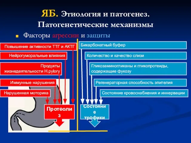 ЯБ. Этиология и патогенез. Патогенетические механизмы Факторы агрессии и защиты Протеолиз Состояние