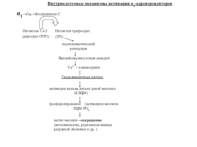 α1→Gq→Фосфолипаза С Инозитол-1,4,5 Инозитол-трифосфат -дифосфат (PIP2) (IP3) эндоплазматический ретикулум Высвобождение ионов кальция