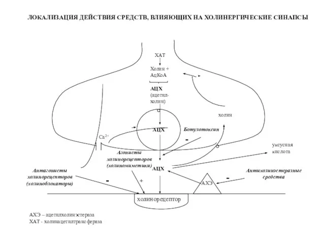 холинорецептор Холин + АцКоА АЦХ (ацетил- холин) АЦХ ХАТ Са2+ АЦХ АХЭ