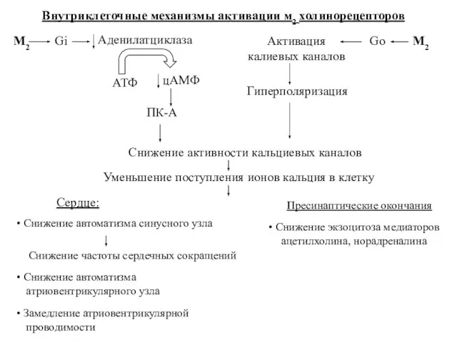 Gi Аденилатциклаза АТФ цАМФ ПК-А Снижение активности кальциевых каналов Уменьшение поступления ионов