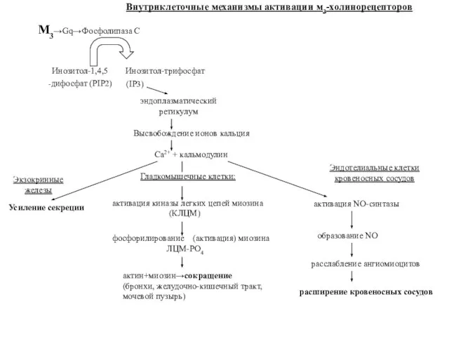 M3→Gq→Фосфолипаза С Инозитол-1,4,5 Инозитол-трифосфат -дифосфат (PIP2) (IP3) эндоплазматический ретикулум Высвобождение ионов кальция