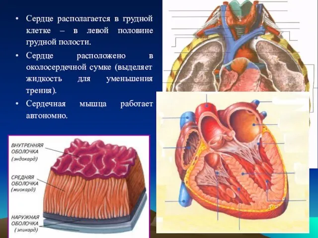 Сердце располагается в грудной клетке – в левой половине грудной полости. Сердце