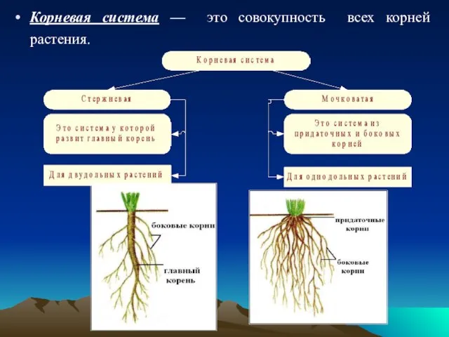 Корневая система — это совокупность всех корней растения.